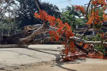 Thêm cây phượng bật gốc trong sân trường