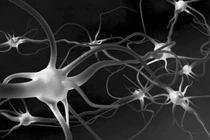 Hydrogel mới giúp sửa chữa các dây thần kinh bị tổn thương