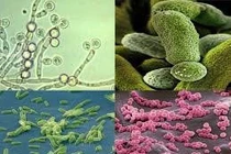  Dùng vi sinh vật xử lý nước