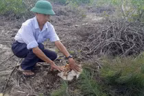 140ha rừng phòng hộ giao cho doanh nghiệp quản lý bị xóa sổ