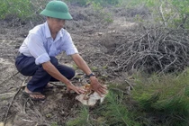 140ha rừng phòng hộ giao cho doanh nghiệp quản lý bị xóa sổ