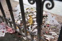 Cá chết hàng loạt ở hồ Văn Chương