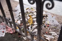 Cá chết hàng loạt ở hồ Văn Chương