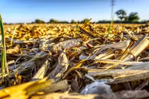 Công nghệ mới sản xuất nhiên liệu sinh học từ thực vật giàu cellulose 