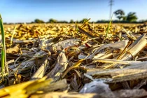 Công nghệ mới sản xuất nhiên liệu sinh học từ thực vật giàu cellulose 