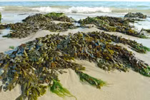 Các loài rong biển ở Việt Nam