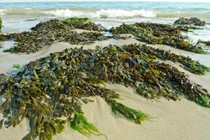 Các loài rong biển ở Việt Nam