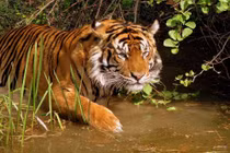 Nỗ lực bảo tồn, Việt Nam còn bao nhiêu hổ trong tự nhiên?