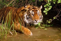 Nỗ lực bảo tồn, Việt Nam còn bao nhiêu hổ trong tự nhiên?