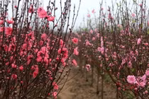 Thúc đào ra hoa đúng Tết