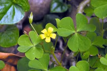 Chua me đất hoa vàng chữa ho, viêm họng