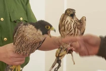 Chim cắt là là một trong những loài sinh vật nhanh nhất hành tinh.