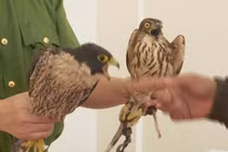 Chim cắt là là một trong những loài sinh vật nhanh nhất hành tinh.