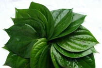 Lá trầu diệt côn trùng