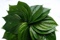 Lá trầu diệt côn trùng