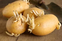 Những thực phẩm không nên bảo quản trong tủ lạnh