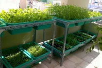 Trồng rau sạch đúng cách