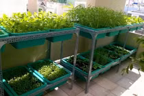 Trồng rau sạch đúng cách