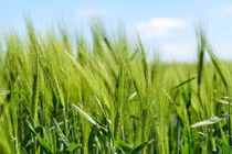 Thiết kế gene các chủng vi khuẩn để bón phân cho cây trồng