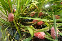 Có nên khuyến khích ăn côn trùng