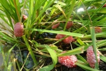 Có nên khuyến khích ăn côn trùng