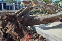 Nghi ngờ những cây phượng gãy đổ không phải là phượng vĩ