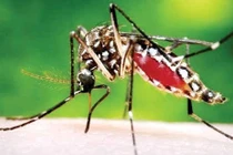 4 tuýp gây bệnh sốt xuất huyết