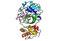 Đức phát hiện ra các chất ức chế SARS-CoV-2 tiềm năng