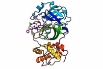 Đức phát hiện ra các chất ức chế SARS-CoV-2 tiềm năng