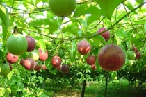 Chanh leo hiện nằm trong tốp 10 loại cây ăn quả Việt Nam có giá trị xuất khẩu cao năm 2021.