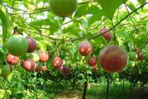 Chanh leo hiện nằm trong tốp 10 loại cây ăn quả Việt Nam có giá trị xuất khẩu cao năm 2021.