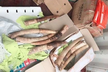 Phát hiện vụ vận chuyển trái phép 17,6kg ngà voi