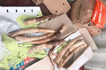 Phát hiện vụ vận chuyển trái phép 17,6kg ngà voi
