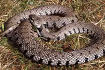 Đừng lo khi thấy rắn, gián, kiến… vào mùa đông