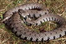 Đừng lo khi thấy rắn, gián, kiến… vào mùa đông