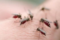 Thể bệnh nghiêm trọng nhất của sốt xuất huyết là gì?