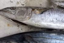  Nguyên nhân ngộ độc cá biển