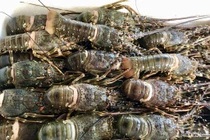 Rộ 'giải cứu tôm hùm', giá chỉ từ 495.000 đồng/kg