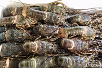 Rộ 'giải cứu tôm hùm', giá chỉ từ 495.000 đồng/kg
