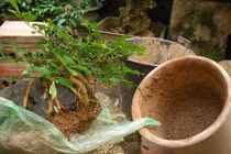 Cách thay chậu cho cây