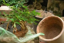 Cách thay chậu cho cây