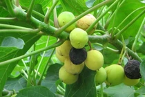 Đậu cọc rào chữa ho sốt