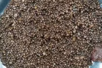 Phòng trị sỏi thận “ngũ lâm”