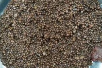 Phòng trị sỏi thận “ngũ lâm”