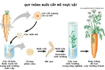 Công nghệ phôi vô tính