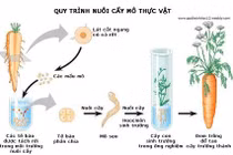 Công nghệ phôi vô tính