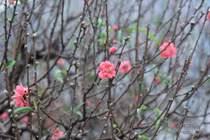 Giờ đẹp, hướng đẹp xuất hành đón tài lộc ngày mùng 1 Tết Tân Sửu