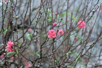 Giờ đẹp, hướng đẹp xuất hành đón tài lộc ngày mùng 1 Tết Tân Sửu