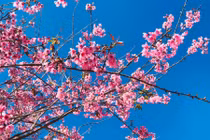 Bài văn khấn gia tiên ngày mùng 2 Tết Tân Sửu