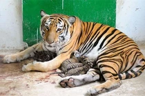 Động vật trong vườn thú khó sinh sản